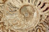 Choffaticeras (Daisy Flower) Ammonite Half - Madagascar #199241-1